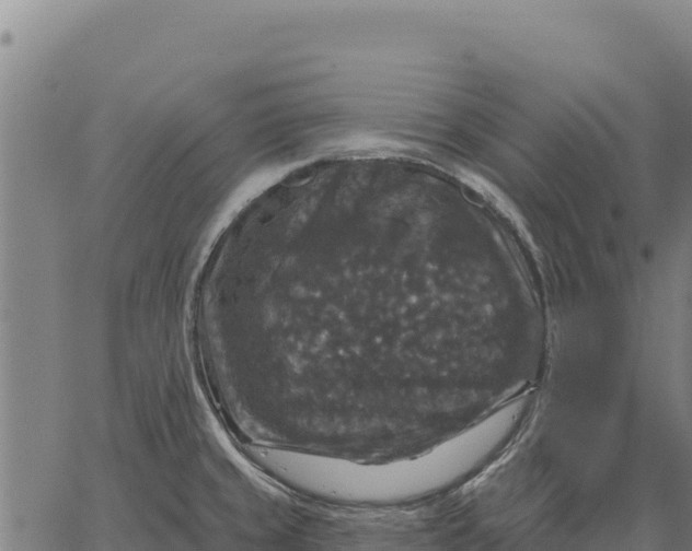 X0000066511429200603311718