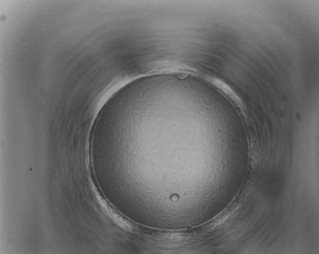 X0000066511431200603311718