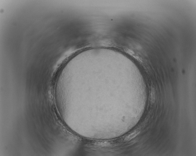 X0000066511454200603311717