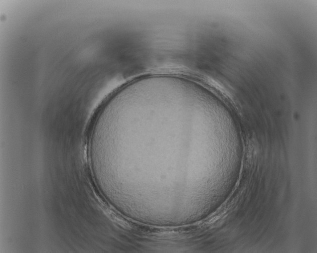 X0000066511462200603311717