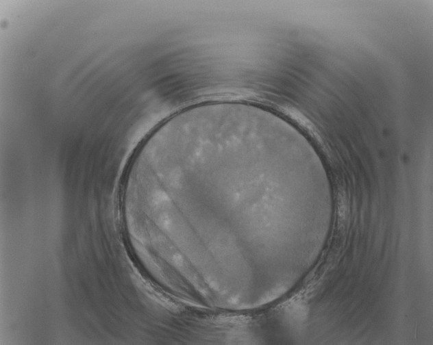 X0000066511466200603311717