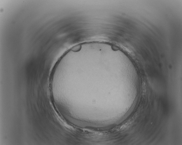 X0000066511470200603311717