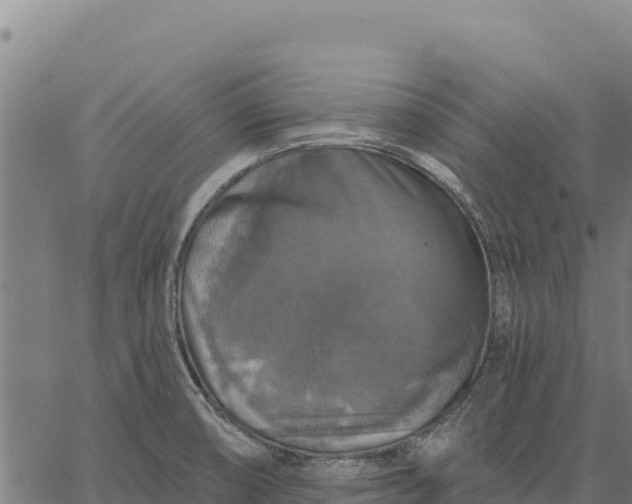 X0000066511474200603311717