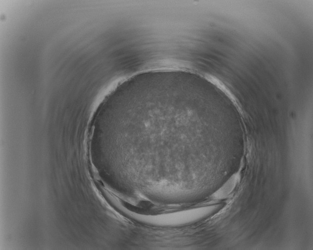 X0000066511477200603311717