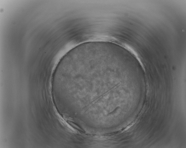 X0000066511480200603311717