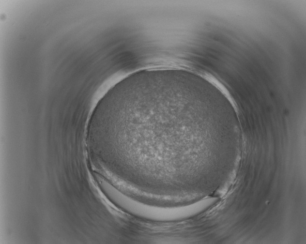 X0000066511485200603311717