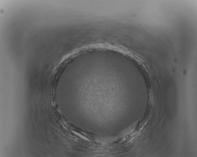 X0000066511494200603311716