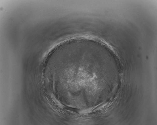 X0000066511496200603311716