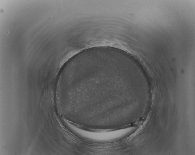 X0000066511505200603311716