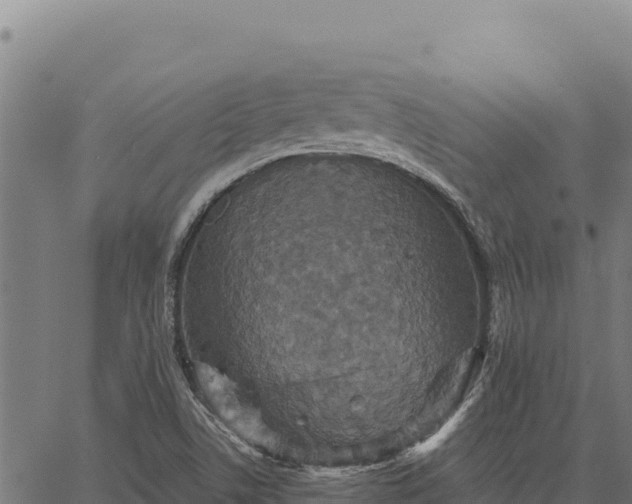 X0000066511506200603311716