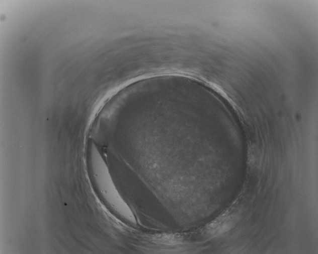 X0000066511508200603311716