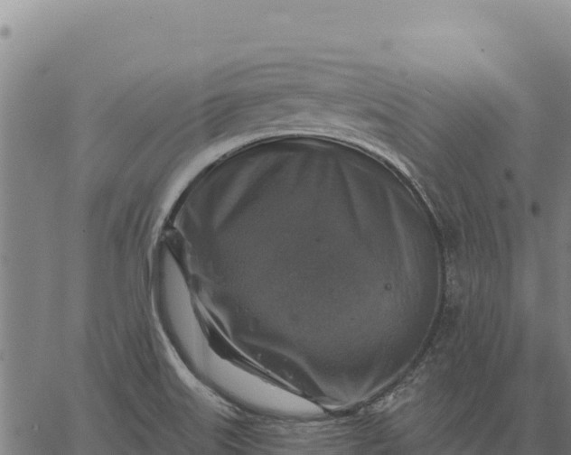 X0000066511515200603311716