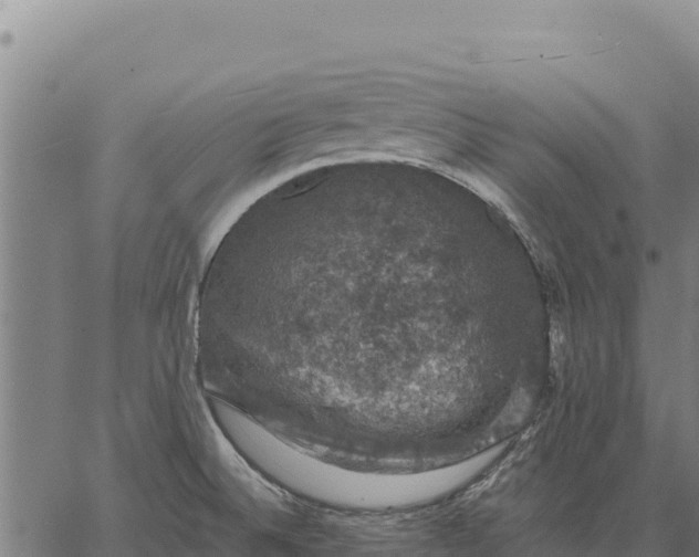 X0000066511524200603311717