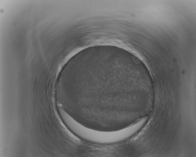 X0000066511525200603311717