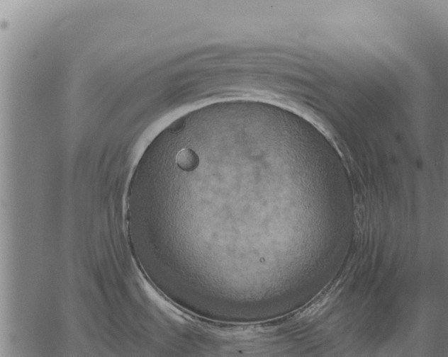 X0000066511535200603311717