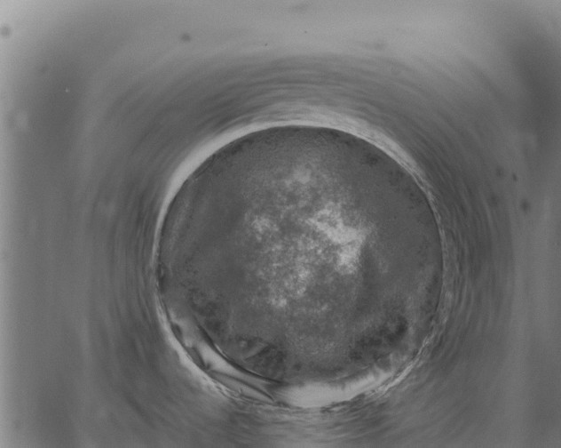 X0000066511536200603311717