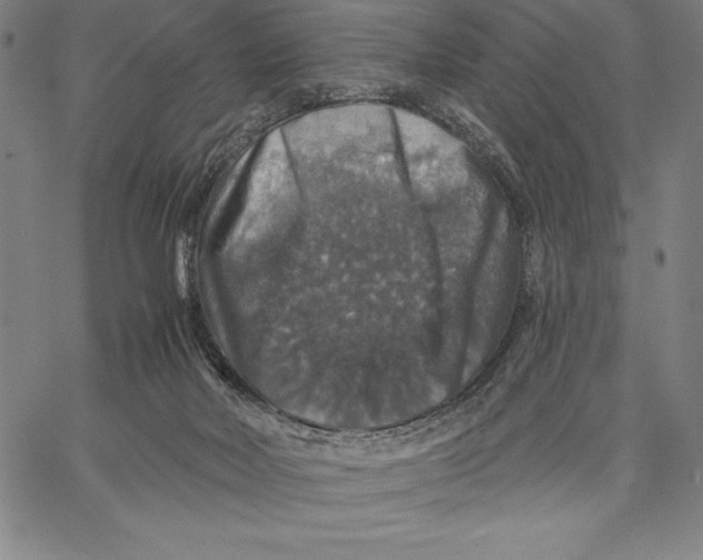 X0000066510026200604071538