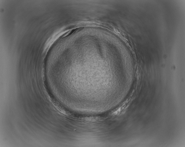 X0000066510103200604071537
