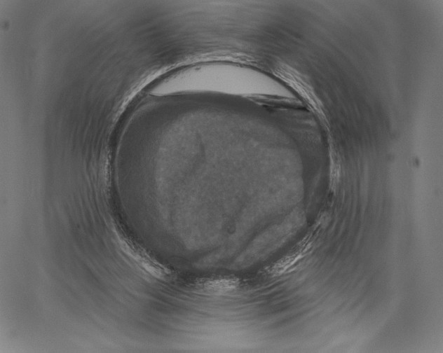 X0000066510156200604071536