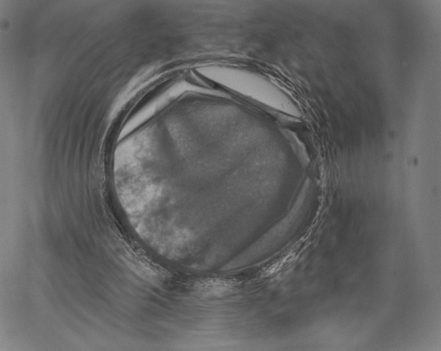 X0000066510198200604071535