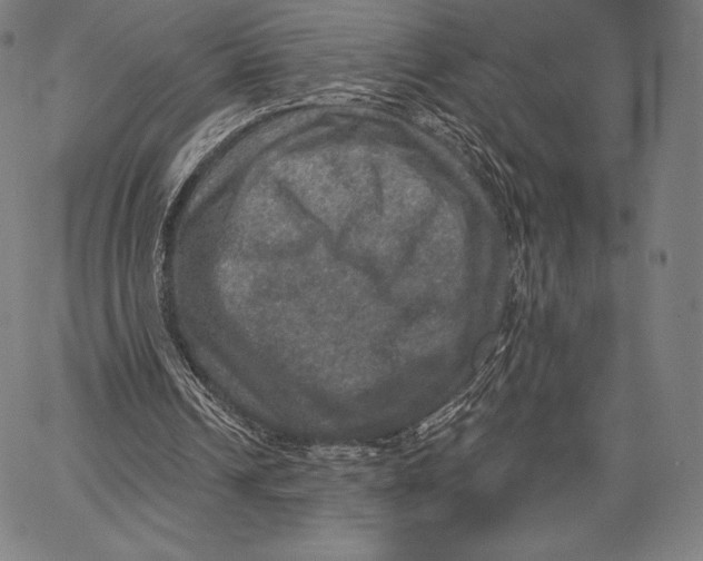 X0000066510242200604071534