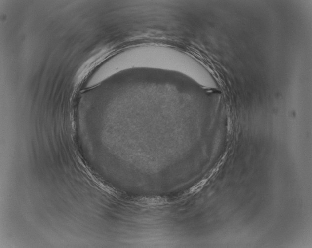 X0000066510245200604071534