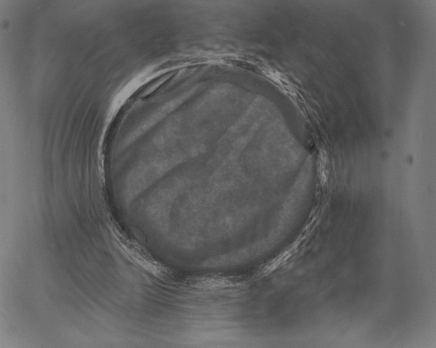 X0000066510246200604071534
