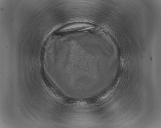 X0000066510256200604071534