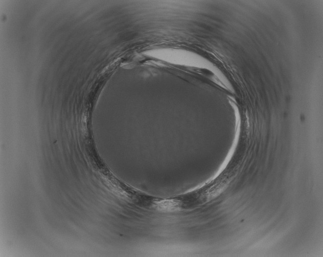 X0000066510269200604071534