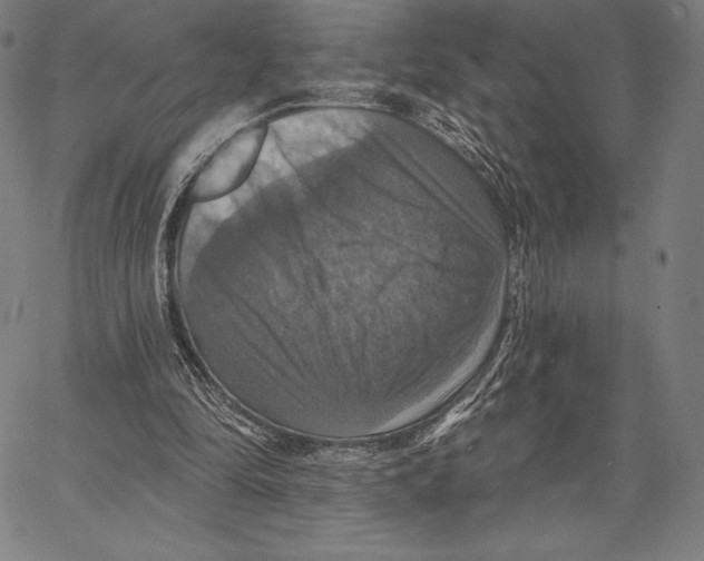 X0000066510294200604071534