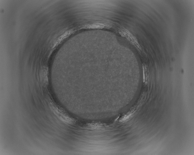 X0000066510300200604071534