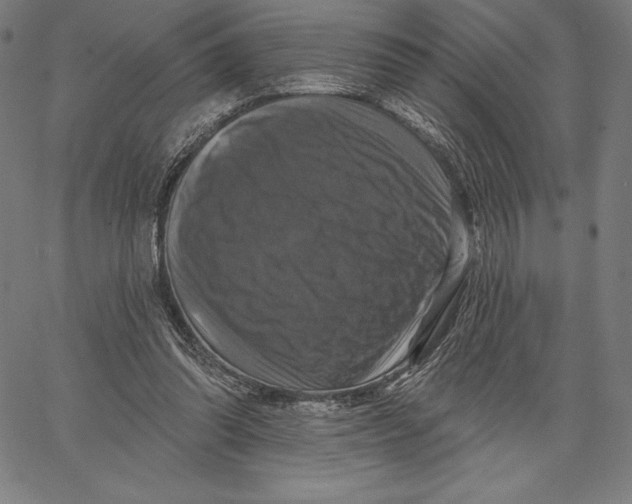 X0000066510302200604071534