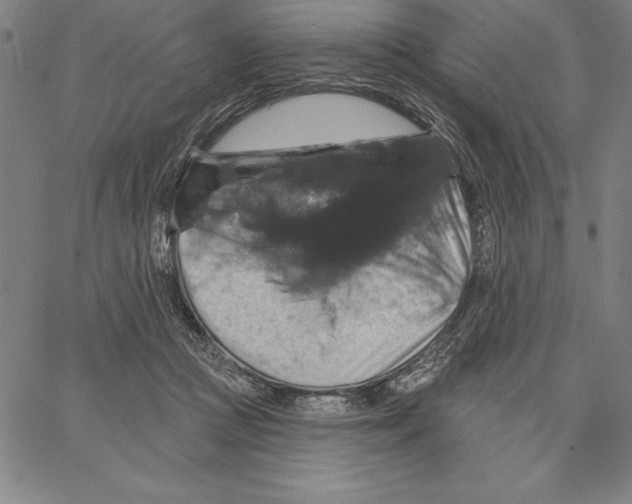 X0000066510361200604071533