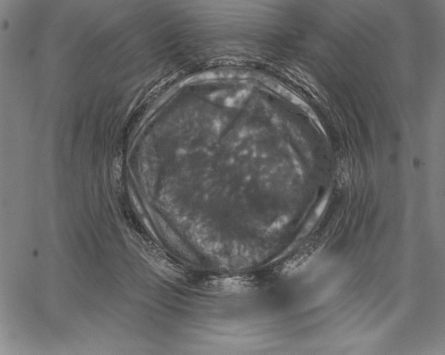 X0000066510365200604071533