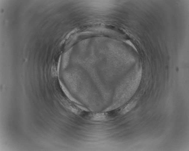 X0000066510384200604071533