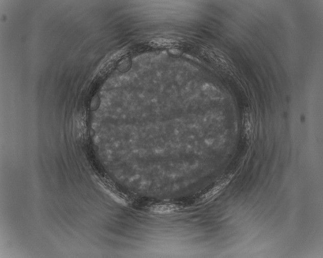 X0000066510408200604071532