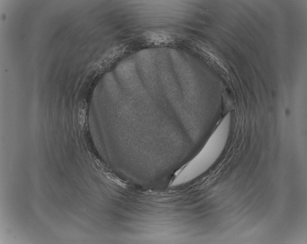 X0000066510417200604071532