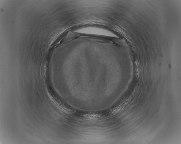X0000066510448200604071531