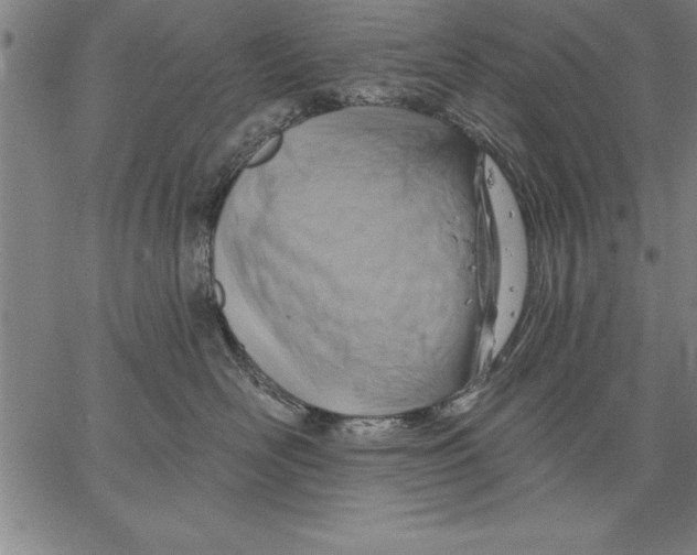 X0000066510526200604071530