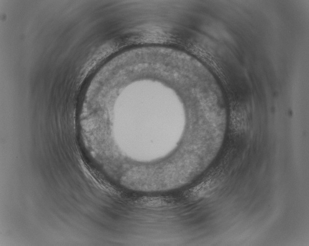 X0000066510534200604071529
