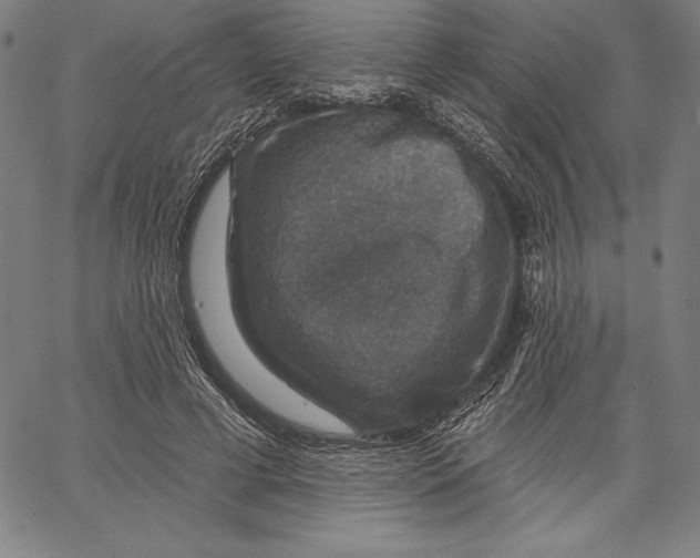 X0000066510593200604071529