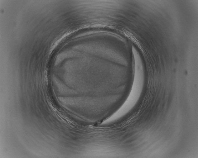 X0000066510676200604071528