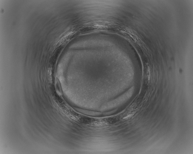 X0000066510696200604071527