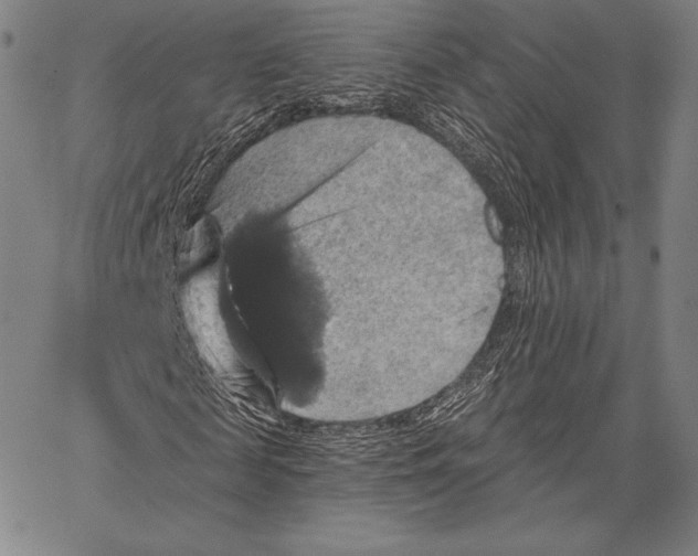 X0000066510817200604071524