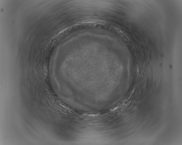 X0000066510821200604071525