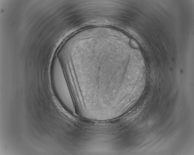 X0000066510840200604071525