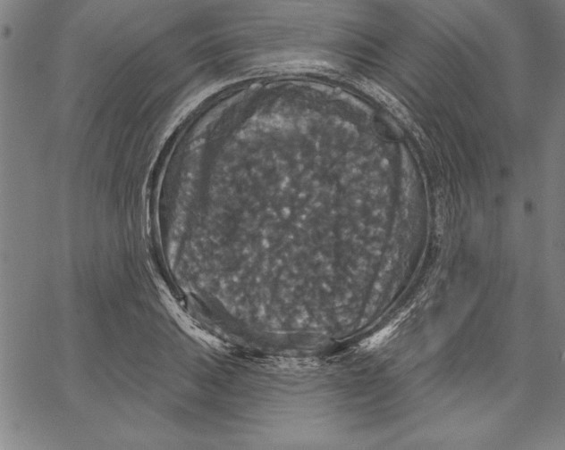X0000066511031200604071522