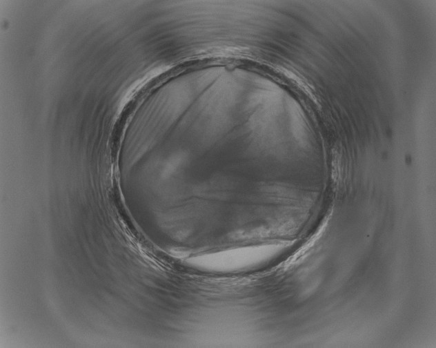 X0000066511117200604071520