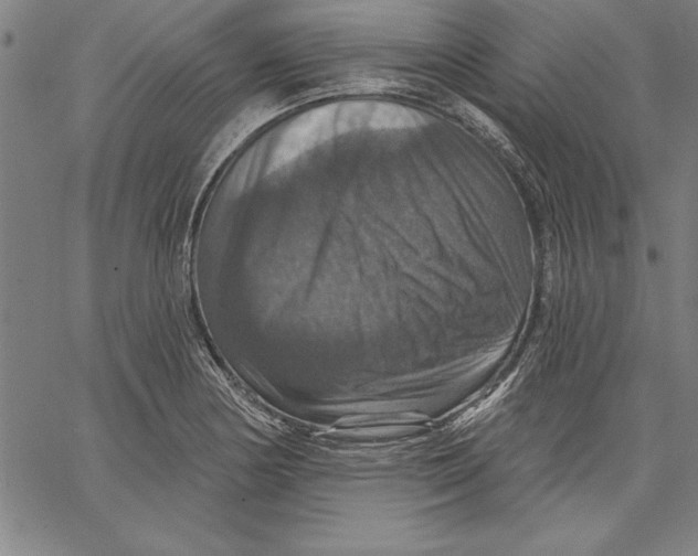 X0000066511178200604071519
