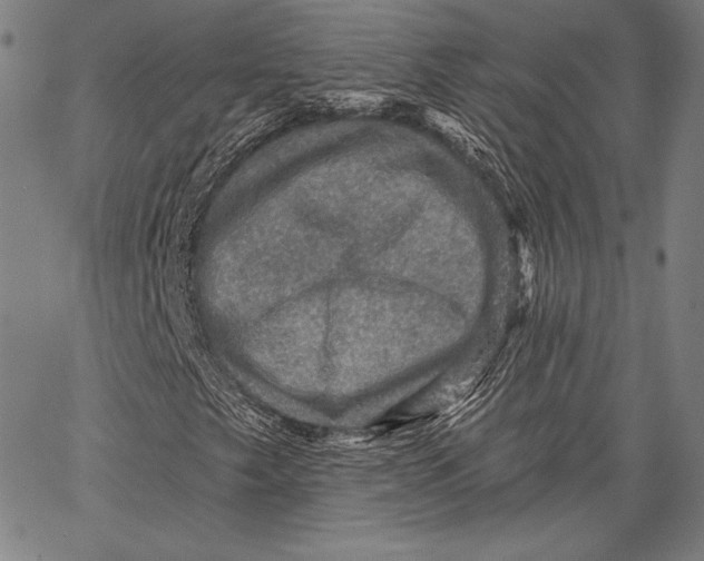 X0000066511249200604071518
